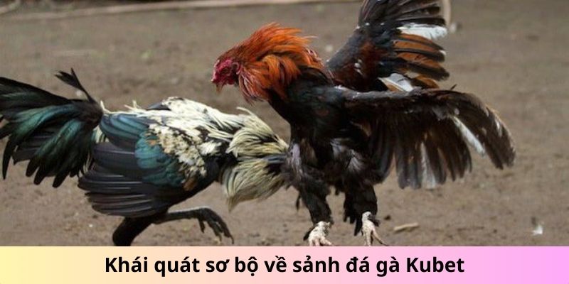 Khái quát sơ bộ về sảnh đá gà Kubet