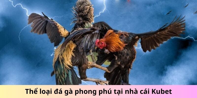 Thể loại đá gà phong phú tại nhà cái Kubet